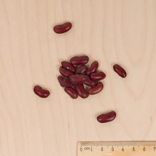 Légumes Secs - Haricot Nain à Ecosser Canadian Wonder (type Rognon de Coq) - 10 m - Cuisine du Monde - MEDIA_3D